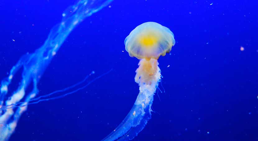 ¿Pueden las medusas contribuir a la limpieza de plásticos?