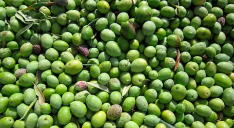subproductos elaboración aceite oliva, base obtener nuevos nutracéuticos