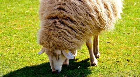 WOOL4BUILD, nuevo aislante acústico edicificios partir lana oveja
