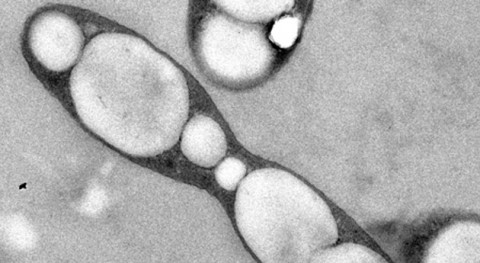 tolerancia bacteria hidrocarburos ayudará crear herramientas anticontaminación