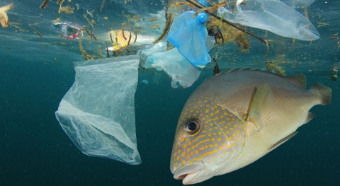 Parlamento Europeo pide medidas urgentes UE reducir residuos marinos