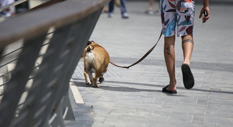 Solo 1 cada 3 ciudadanos Buenos Aires lleva bolsa recoger heces perros