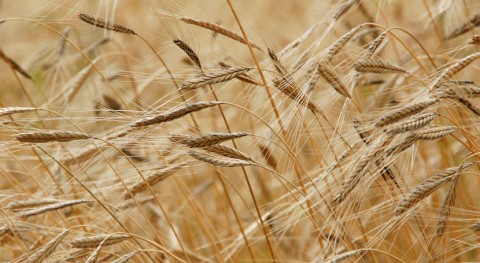 elaboración cereales capaces consumir nitrógeno aire crear biomasa