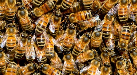 Detectan primera vez microplásticos cuerpo abejas