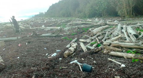 residuos tala bosques tropicales afectan reproducción tortuga laúd