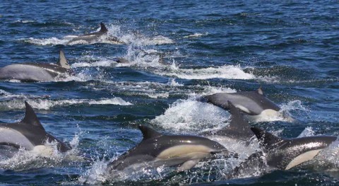 delfines Océano Índico, 10 veces más contaminados que Mar Alborán