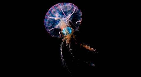 plástico dentro medusas refleja impacto contaminación océanos