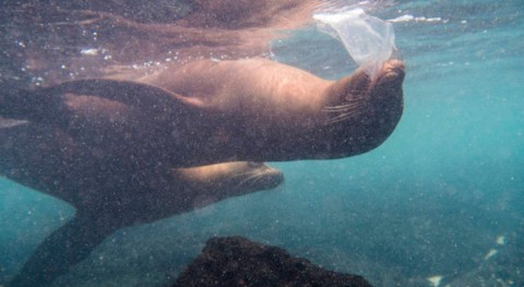 Leones marinos, tortugas e iguanas se topan ya plástico islas Galápagos