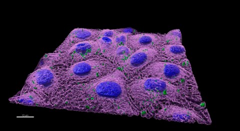 estudio señala que nanoplásticos alteran microbioma intestinal