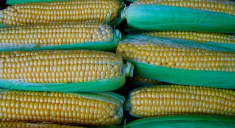 biofertilizantes procedentes lodos depuradoras mejoran cultivos maíz