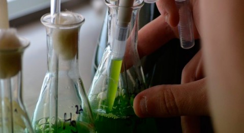 investigación emplea residuos vino obtener biocombustible base microalgas