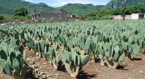 Calvillo acoge única planta México que produce energía partir nopal y excremento vaca