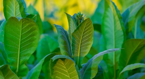 investigación demuestra que planta tabaco puede generar plásticos naturales