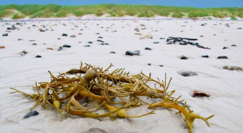 residuos marinos costa guipuzcoana, materia prima obtención nuevos materiales