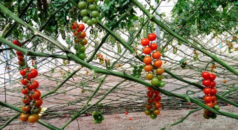 investigación desarrolla biofertilizante desechos tomatera más barato y sostenible