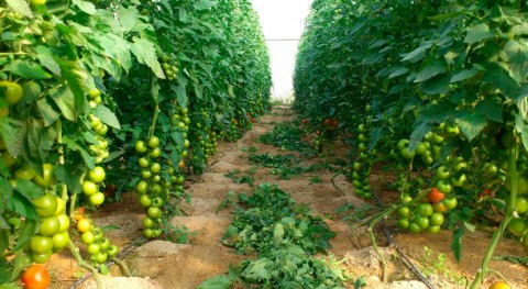 Desarrollan biofertilizante que combina desechos cultivos tomate y energía solar