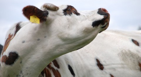 Científicos colombianos proponen que vacas se alimenten residuos papel