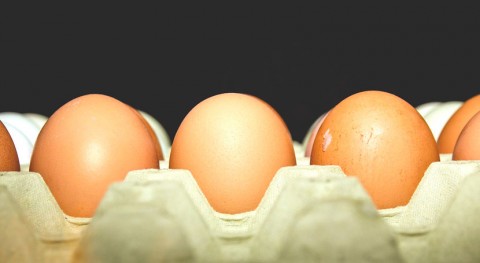Eco-SHELL: busca segunda vida cáscara huevo