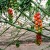 investigación desarrolla biofertilizante desechos tomatera más barato y sostenible