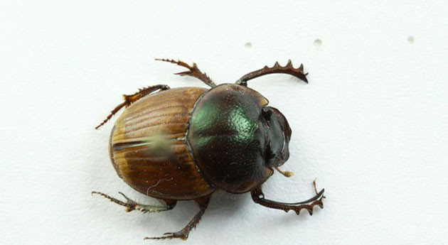 Escarabajos estercoleros: Recicladores pastizales