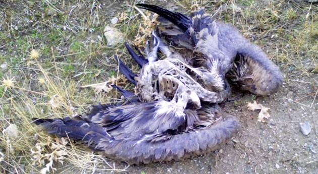 Incesante goteo aves muertas vertedero CTR Ávila-Norte