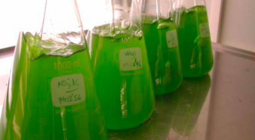 ¿Qué capacidad tienen microalgas depurar biogás y obtener biometano?