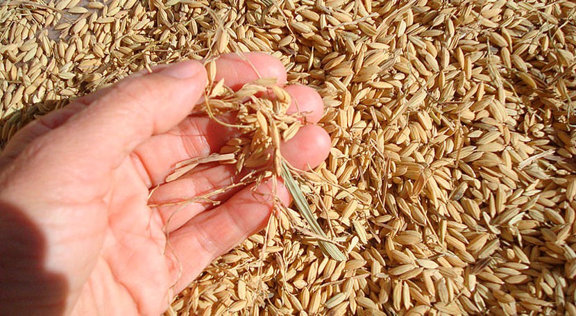 cascarilla arroz encuentra segunda vida industria médica