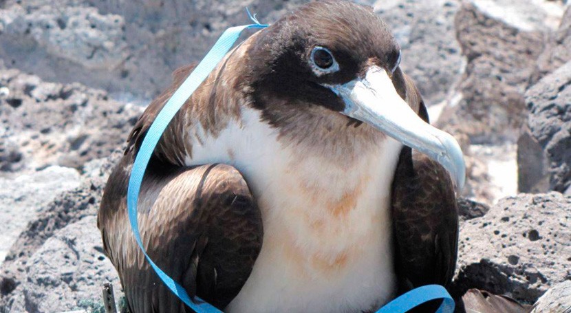 plásticos amenazan incluso aves marinas zonas más remotas