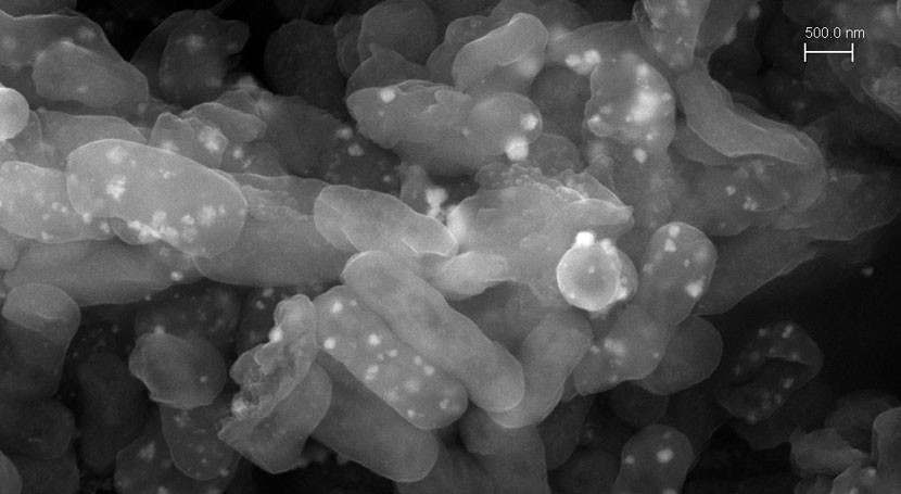 bacteria es capaz reciclar plata aguas contaminadas