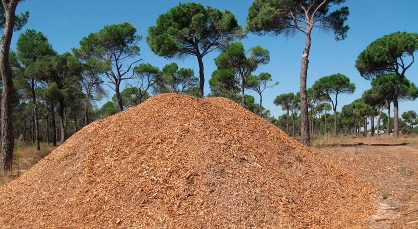 Castilla- Mancha apuesta sustitución calderas energía fósil biomasa forestal