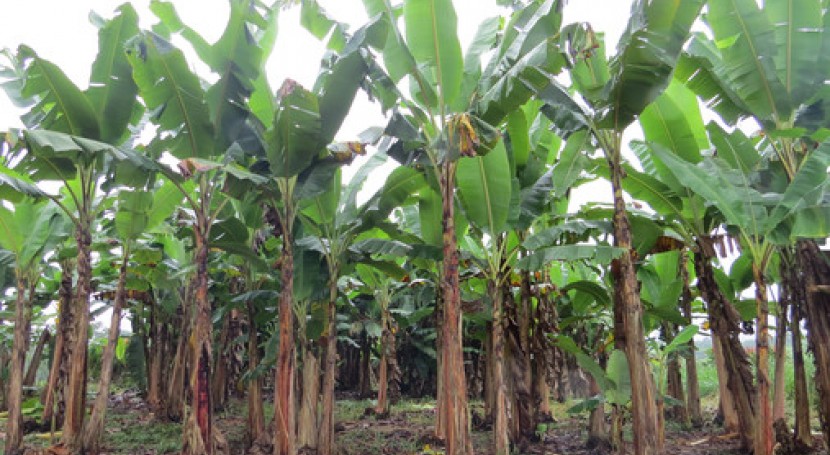 Cómo obtener bioenergía residuos plátano