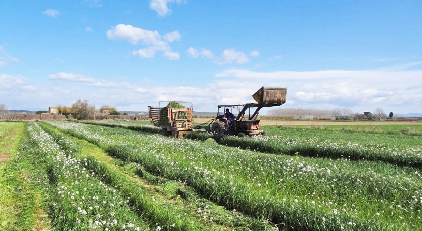 Futur Agrari: Raigrás, colza forrajera y cebada gestionar deyecciones ganaderas Cataluña