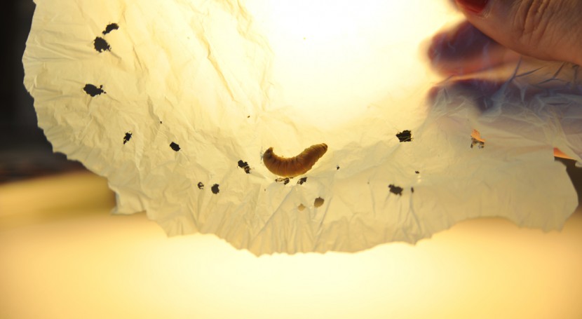 saliva gusano cera contiene enzimas capaces degradar plástico