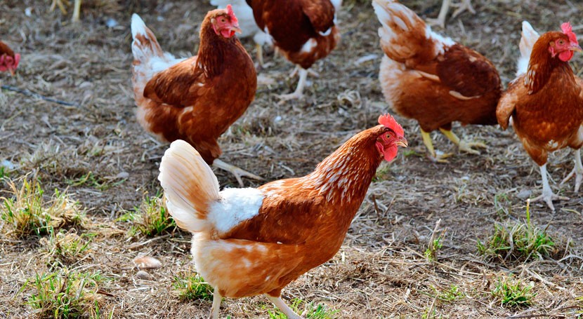 Tu basura vale huevo: Ecologistas alimenta 100 gallinas residuos orgánicos comedores