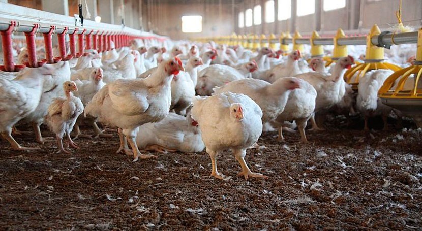 Proyecto KARMA: Envases plásticos biodegradables partir plumas sector avícola