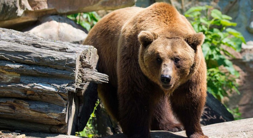 Vertederos como fuente principal alimento osos pardos