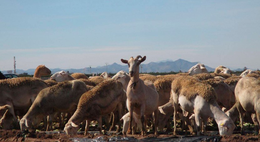 heces oveja reflejan contaminación microplásticos suelos agrícolas