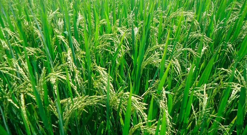 paja arroz se gestionará como modelo economía circular Comunidad Valenciana