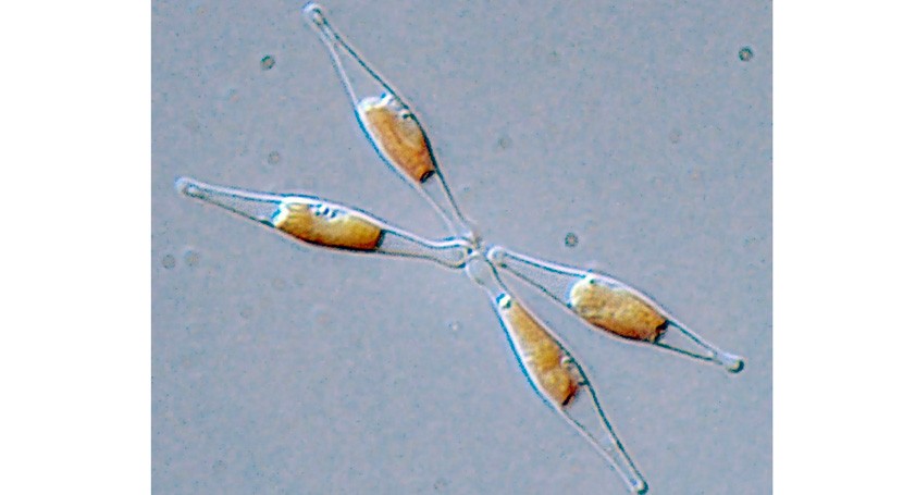 nanoplásticos alteran funciones microalga básica ecosistemas marinos
