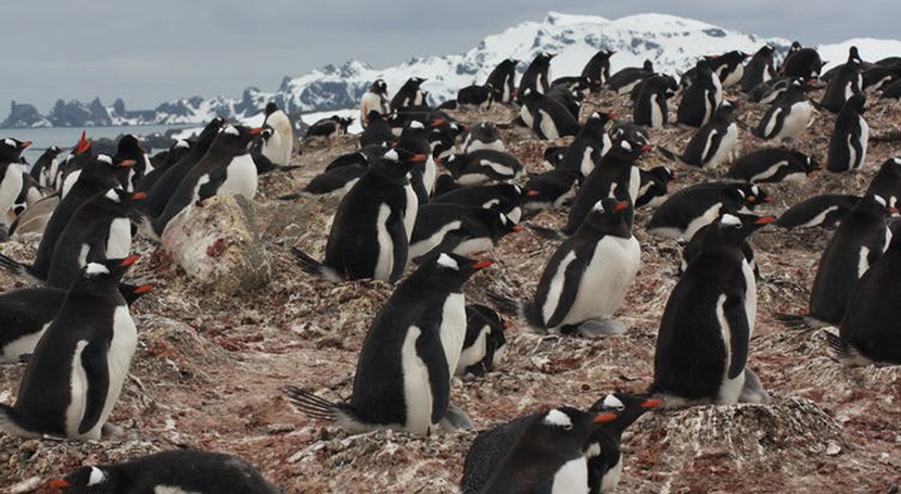 Microplásticos pingüinos antárticos, basura silenciosa
