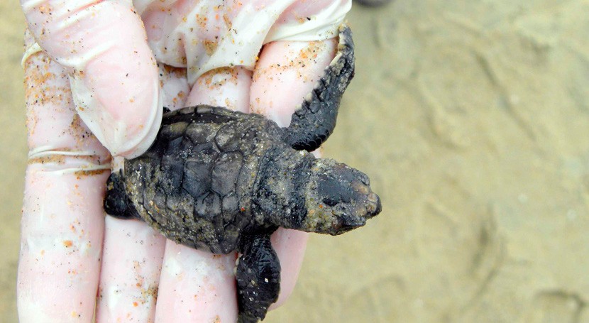 estudio halla plastificantes acumulados tejido muscular tortugas Mediterráneo