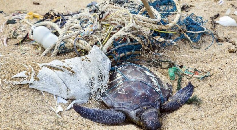 Tortugas, víctimas atracción fatal plástico