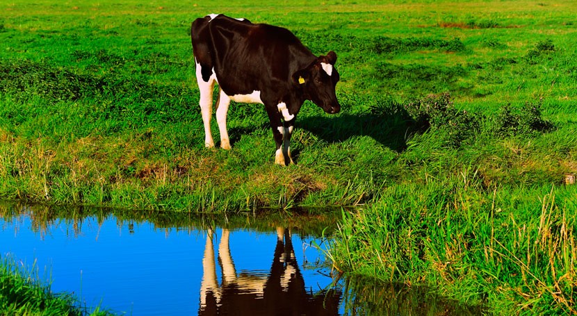 Cómo contaminar menos enseñando vacas ir al baño