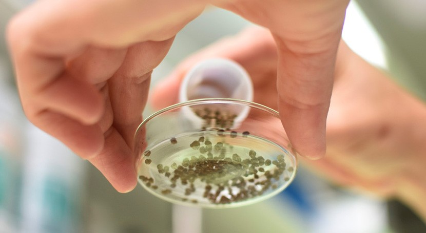 grupo científicos desarrolla biofertilizantes partir residuos yerba mate
